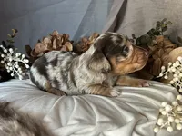 Scooby, a male Miniature Dachshund for sale in Riverview, MI – 6 of 10
