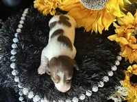 Velma, a female Miniature Dachshund for sale in Riverview, MI – 2 of 10