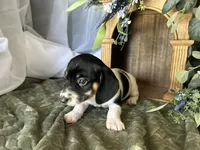 Brock, a male Miniature Dachshund for sale in Riverview, MI – 4 of 10