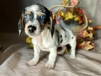 Daphne, a female Miniature Dachshund for sale in Riverview, MI – 10 of 10