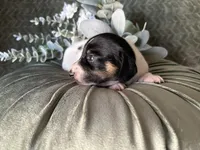 Brock, a male Miniature Dachshund for sale in Riverview, MI – 6 of 10