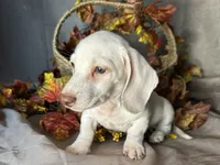 Casper, a male Miniature Dachshund for sale in Riverview, MI – 2 of 10