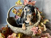 Beatrix, a female Miniature Dachshund for sale in Riverview, MI – 8 of 10
