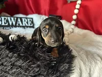 Ash, a male Miniature Dachshund for sale in Riverview, MI – 8 of 10