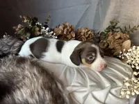 Velma, a female Miniature Dachshund for sale in Riverview, MI – 7 of 10