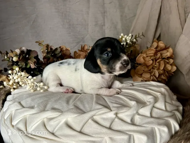 Brock – Miniature Dachshund puppy for sale in Riverview, MI