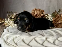Ash, a male Miniature Dachshund for sale in Riverview, MI – 6 of 10
