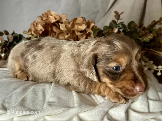 Misty – Miniature Dachshund puppy on hold in Riverview, MI