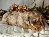 Misty, a female Miniature Dachshund for sale in Riverview, MI – 1 of 10
