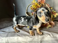 Beatrix, a female Miniature Dachshund for sale in Riverview, MI – 7 of 10