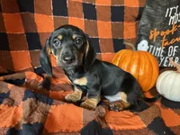 Ash, a male Miniature Dachshund for sale in Riverview, MI – 4 of 10