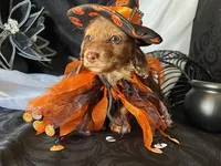 Misty, a female Miniature Dachshund for sale in Riverview, MI – 3 of 10