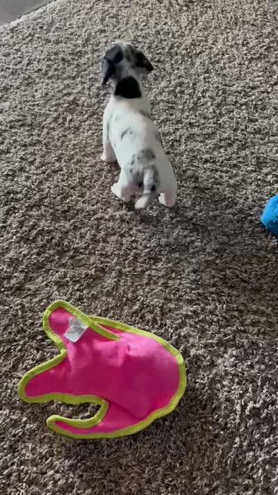 Daphne, a female Miniature Dachshund for sale in Riverview, MI – 10 of 10