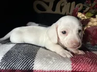 Casper, a male Miniature Dachshund for sale in Riverview, MI – 7 of 10