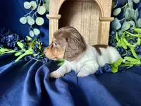 Shaggy, a male Miniature Dachshund for sale in Riverview, MI – 5 of 10