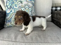 Shaggy, a male Miniature Dachshund for sale in Riverview, MI – 2 of 10