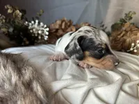 Daphne (On hold), a female Miniature Dachshund for sale in Riverview, MI – 5 of 10