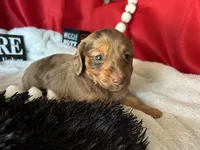 Misty, a female Miniature Dachshund for sale in Riverview, MI – 10 of 10