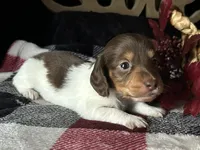 Shaggy, a male Miniature Dachshund for sale in Riverview, MI – 2 of 10