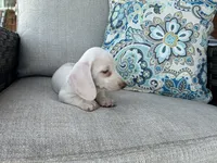 Casper, a male Miniature Dachshund for sale in Riverview, MI – 10 of 10