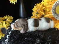 Velma, a female Miniature Dachshund for sale in Riverview, MI – 9 of 10