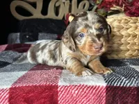 Scooby, a male Miniature Dachshund for sale in Riverview, MI – 3 of 10