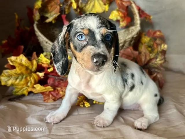 Daphne – Miniature Dachshund puppy for sale in Riverview, MI