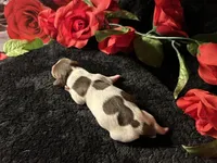 Velma, a female Miniature Dachshund for sale in Riverview, MI – 7 of 10