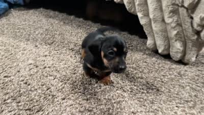 Ash, a male Miniature Dachshund for sale in Riverview, MI – 10 of 10