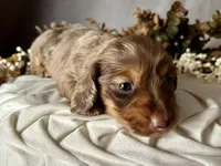 Misty, a female Miniature Dachshund for sale in Riverview, MI – 8 of 10