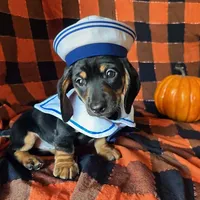Ash, a male Miniature Dachshund for sale in Riverview, MI – 8 of 10
