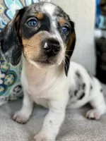 Daphne , a female Miniature Dachshund for sale in Riverview, MI – 4 of 10
