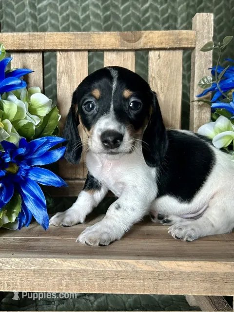 Fred  – Miniature Dachshund puppy on hold in Riverview, MI