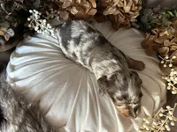 Scooby, a male Miniature Dachshund for sale in Riverview, MI – 7 of 10