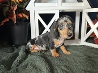 Beatrix, a female Miniature Dachshund for sale in Riverview, MI – 2 of 10