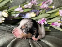 Daphne, a female Miniature Dachshund for sale in Riverview, MI – 2 of 10
