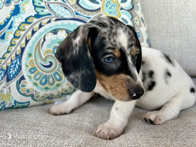 Daphne  – Miniature Dachshund puppy for sale in Riverview, MI