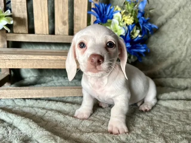 Casper – Miniature Dachshund puppy for sale in Riverview, MI