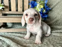 Casper, a male Miniature Dachshund for sale in Riverview, MI – 1 of 10