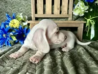 Casper, a male Miniature Dachshund for sale in Riverview, MI – 5 of 10