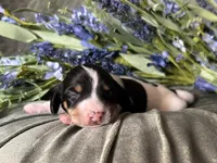Fred, a male Miniature Dachshund for sale in Riverview, MI – 5 of 10