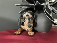 Trade? AKC Full, a female Miniature Dachshund for sale in Riverview, MI – 5 of 6