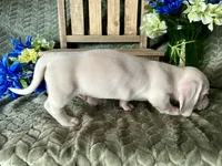 Casper, a male Miniature Dachshund for sale in Riverview, MI – 2 of 10