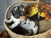 Daphne, a female Miniature Dachshund for sale in Riverview, MI – 7 of 10