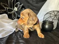 Misty, a female Miniature Dachshund for sale in Riverview, MI – 4 of 10