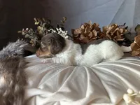 Shaggy, a male Miniature Dachshund for sale in Riverview, MI – 4 of 10