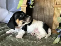 Brock, a male Miniature Dachshund for sale in Riverview, MI – 3 of 10