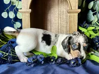 Daphne, a female Miniature Dachshund for sale in Riverview, MI – 8 of 10