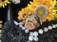 Scooby, a male Miniature Dachshund for sale in Riverview, MI – 3 of 10