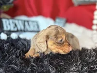 Misty, a female Miniature Dachshund for sale in Riverview, MI – 5 of 10